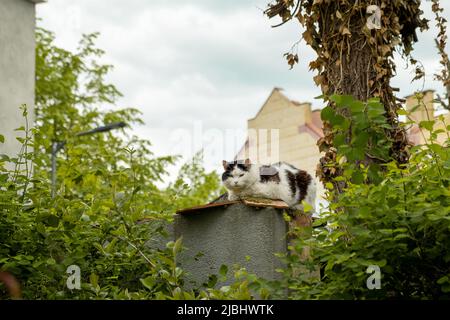 Street flauschige Katze in Schwarz und Weiß sitzt auf einem Zaun in der Landschaft und schaut auf die Kamera. Stockfoto