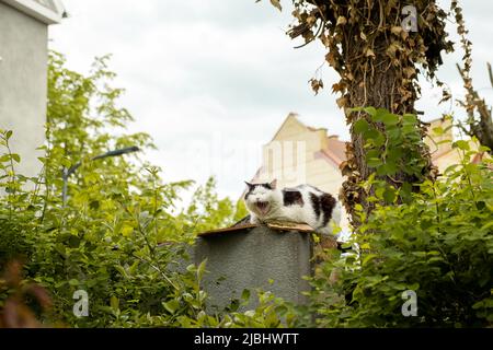 Eine flauschige Katze im Freien in Schwarz und Weiß sitzt auf einem Zaun in der Landschaft und gähnt. Stockfoto