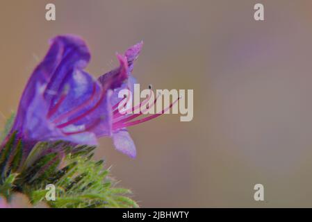 Blue Bedder pistills und Staubgefäße Stockfoto