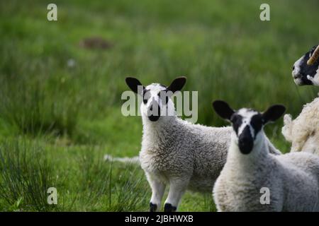 Scottish Blackface Schafe und Lämmer Stockfoto