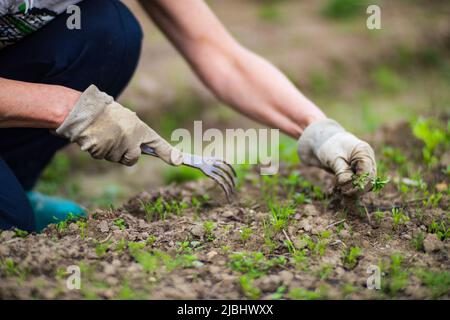 Die Hand einer Frau kneift ins Gras. Unkrautbekämpfung und Schädlingsbekämpfung im Garten. Kultiviertes Land aus nächster Nähe. Landwirtschaftliche Pflanze wächst in Bettreihe. Stockfoto