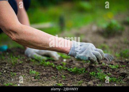 Die Hand einer Frau kneift ins Gras. Unkrautbekämpfung und Schädlingsbekämpfung im Garten. Kultiviertes Land aus nächster Nähe. Landwirtschaftliche Pflanze wächst in Bettreihe. Stockfoto