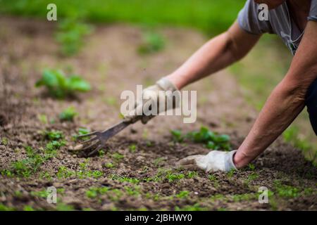 Die Hand einer Frau kneift ins Gras. Unkrautbekämpfung und Schädlingsbekämpfung im Garten. Kultiviertes Land aus nächster Nähe. Landwirtschaftliche Pflanze wächst in Bettreihe. Stockfoto