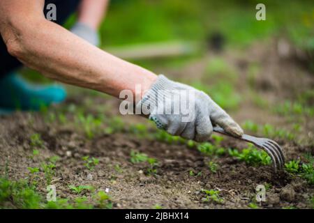 Die Hand einer Frau kneift ins Gras. Unkrautbekämpfung und Schädlingsbekämpfung im Garten. Kultiviertes Land aus nächster Nähe. Landwirtschaftliche Pflanze wächst in Bettreihe. Stockfoto