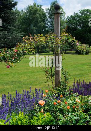 Rosa „New Dawn“ auf einer der Rosensäulen und schwül auf dem langen Spaziergang im Petwood Hotel Stockfoto