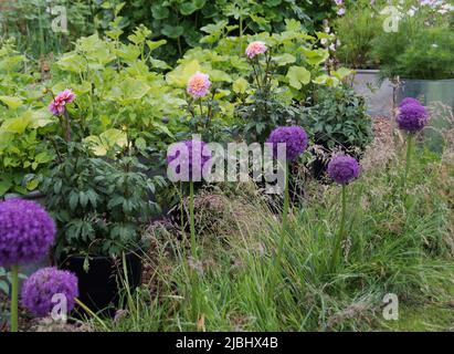 Garten mit zwei nationalen Sammlungen: Hollyhocks und Kosmos Stockfoto