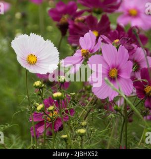 Gemischter Kosmos bipinnatus Stockfoto