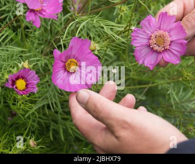 Cosmos bipinnatus „Pop Socks“ Stockfoto