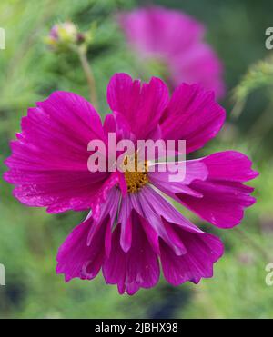 Cosmos bipinnatus 'Fizzy Purple' Foliage ist buschig, weich und sehr attraktiv mit einem schaumigen Effekt. Die großen violetten Blüten haben ein Interessantes Elem Stockfoto