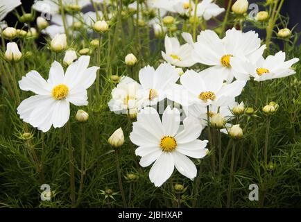 Cosmos bipinnatus 'Apollo White' Stockfoto