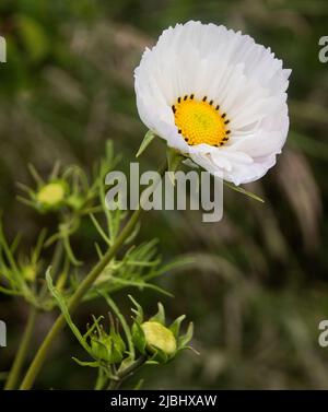 Cosmos bipinnatus „Cupcakes Blush“ Stockfoto