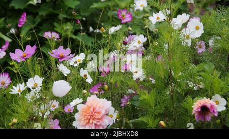 Gemischte rosa und weiß Cosmos und Pfirsich Dahlien Stockfoto