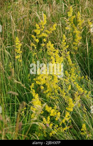 Lady's Labkraut Stockfoto