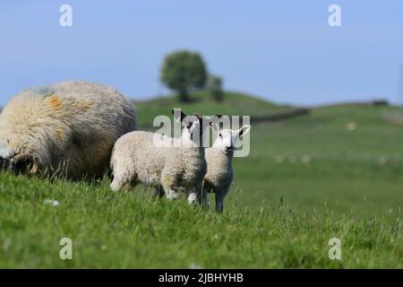 Scottish Blackface Schafe und Lämmer Stockfoto