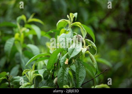 Grüne Früchte von Pfirsich. Reife Früchte des Pfirsichbaums. Stockfoto
