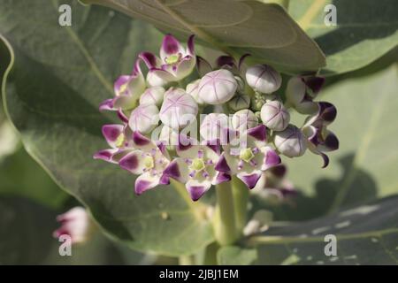 Blüten des Äpfels des Planeten sodom (Calotropis procera) Stockfoto