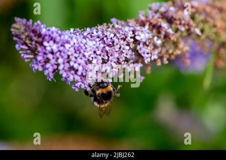 Nahaufnahme einer Hummel (Bombus) auf einer violetten Blume eines gemeinen Flieders (Syringa vulgaris) Stockfoto