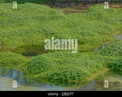 Quelle des Flusses Cetina bei Sinj in Kroatien Stockfoto