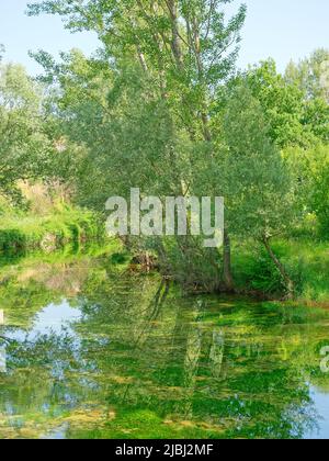 Quelle des Flusses Cetina bei Sinj in Kroatien Stockfoto