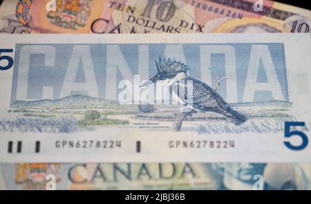 Toronto, Kanada - Oktober 30. 2021: Kanadische Dollar-Banknoten, KANADA-Text auf der Rechnung. Birds of Canada Banknote, fünf Dollar Stockfoto