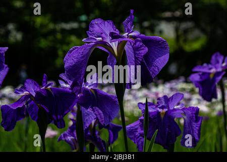 Die Iris ist eine Blume, die im späten Frühjahr und Frühsommer blüht und in der Regel ihren Höhepunkt im Juni erreicht. Diese zarten Blüten blühen überall in Japan während der t Stockfoto