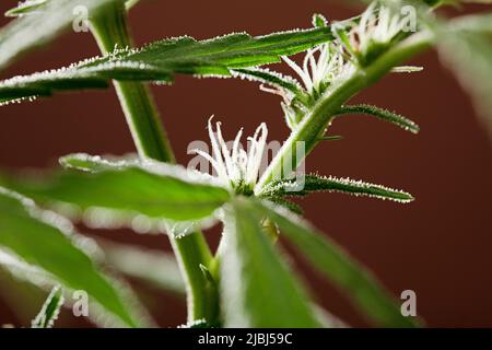 Makro, fantastische Marihuana-Blume mit schönen Statilen, rotem Hintergrund, Platz für Kopien. Stockfoto