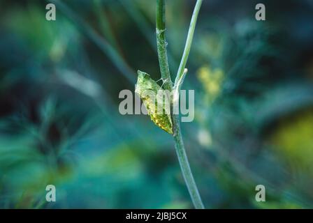 Papilio zelicaon pupa auf Dillpflanze Stamm, Schwalbenschwanz, Schmetterling chrysalis im Garten Stockfoto