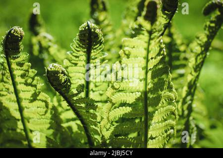 Grüne Farnblätter in der Sonne, Straußenfarnblätter, Matteuccia struthiopteris Pflanze in der Nähe Stockfoto