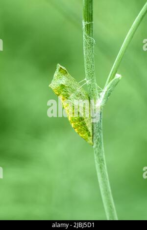 Chrysalis des Schwalbenschwanzschmetterlings, Papilio zelicaon pupa, die in Nahaufnahme am Dillstiel befestigt ist Stockfoto