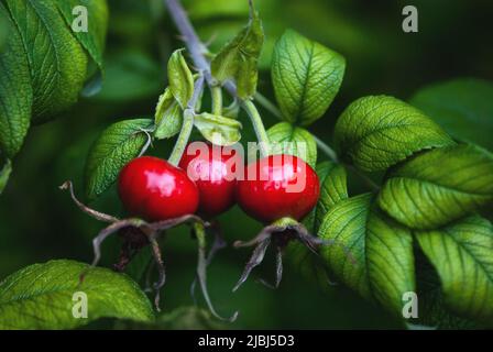 Hagebutte, Frucht von süß-brier, Rosa rugosa Früchte wachsen auf Busch Stockfoto