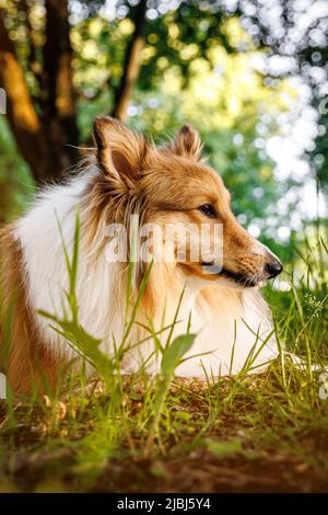 Glücklicher Hund liegt auf dem Gras. Shetland-Schäferhund in einem Sommerpark. Stockfoto