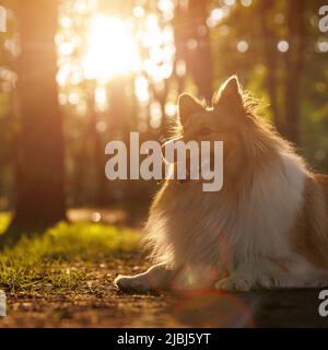 Glücklicher Hund liegt auf dem Gras. Shetland-Schäferhund in einem Sommerpark. Stockfoto