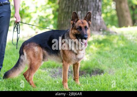 Ein schöner Schäferhund steht auf dem Gras mit der Zunge, die heraushängt. Hochwertige Fotos Stockfoto