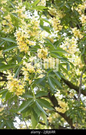 Blumen eines Aesculus 'Autumn Splendor' buckeye Baumes. Stockfoto