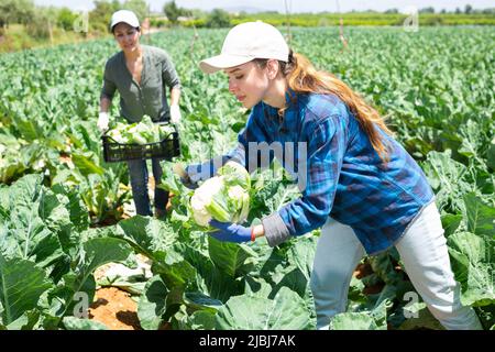 Frauen sammeln Blumenkohl, während sie auf der Plantage arbeiten