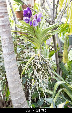 Eine purpurne Orchideenpflanze in einem hängenden Behälter mit einer Menge freiliegender Wurzeln. Stockfoto