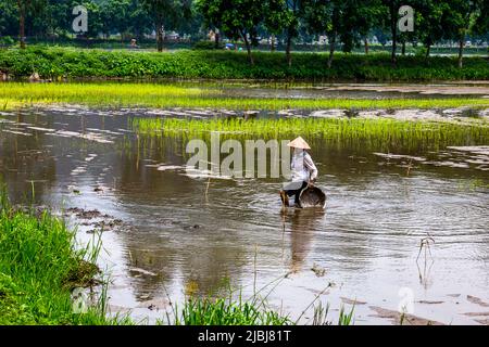 Asiatische Bauern zu Fuß mit ihren Pflanzen Warenkorb in einem muddly Reisfeld Feld. Stockfoto