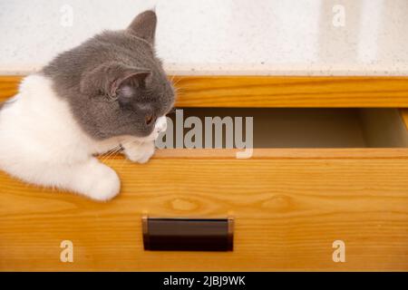 Eine niedliche britische Kurzhaarkatze, die versucht, aus einer Schublade zu klettern Stockfoto