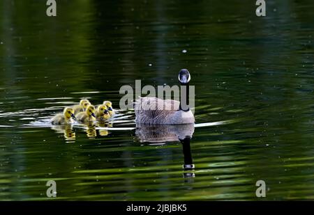 Eine Mutter Canada Goose (Branta canadensis); hat ihre Küken zum Schwimmen im Maxwell Lake im ländlichen Alberta Canada. Stockfoto