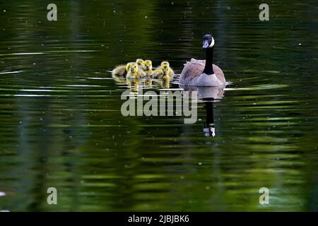 Eine Mutter Canada Goose (Branta canadensis); hat ihre Küken zum Schwimmen im Maxwell Lake im ländlichen Alberta Canada. Stockfoto