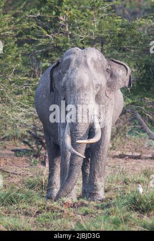 Sri-lankische Tusker und Elefanten in freier Wildbahn Stockfoto