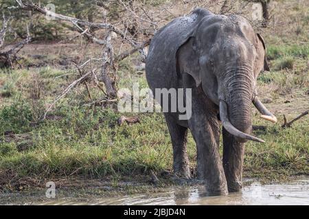 Sri-lankische Tusker und Elefanten in freier Wildbahn Stockfoto