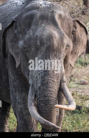 Sri-lankische Tusker und Elefanten in freier Wildbahn Stockfoto