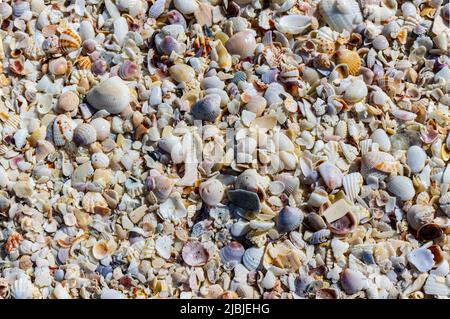 Verschiedene Muscheln verstreut auf Bowmans Beach, Sanibel Island, Florida, USA Stockfoto