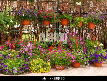 Blumentöpfe mit bunten Blüten von bunten Petunien Stockfoto