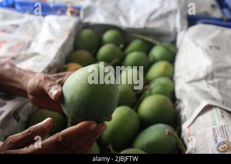 Die Mango ist eine der beliebtesten Früchte in Bangladesch. Aufgrund seiner weltweiten Popularität exportiert das Land auch Mango auf den globalen Markt. Stockfoto