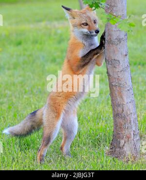 Junger Rotfuchs, der mit einem Baum auf grünem Hintergrund spielt Stockfoto