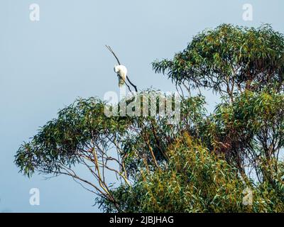 Vögel, australischer Schwefel Crested White Cockatoo auf einem Zweig, der über den Eukalyptusblättern eines Gum Tree, Katoomba, Blue Mountains, ragt Stockfoto