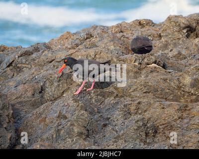 Coastal Birds, schwarz gefiederte Sooty Austernfischer mit leuchtend rot-orangen Schnellen und Augenringen und rosa Füßen, auf einigen Felsen am Meer, Australien Stockfoto