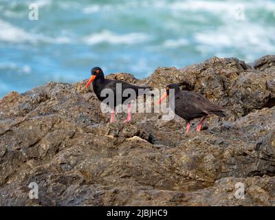 Coastal Birds, schwarz gefiederte Sooty Austernfischer mit leuchtend rot-orangen Schnellen und Augenringen und rosa Füßen, auf einigen Felsen am Meer, Australien Stockfoto